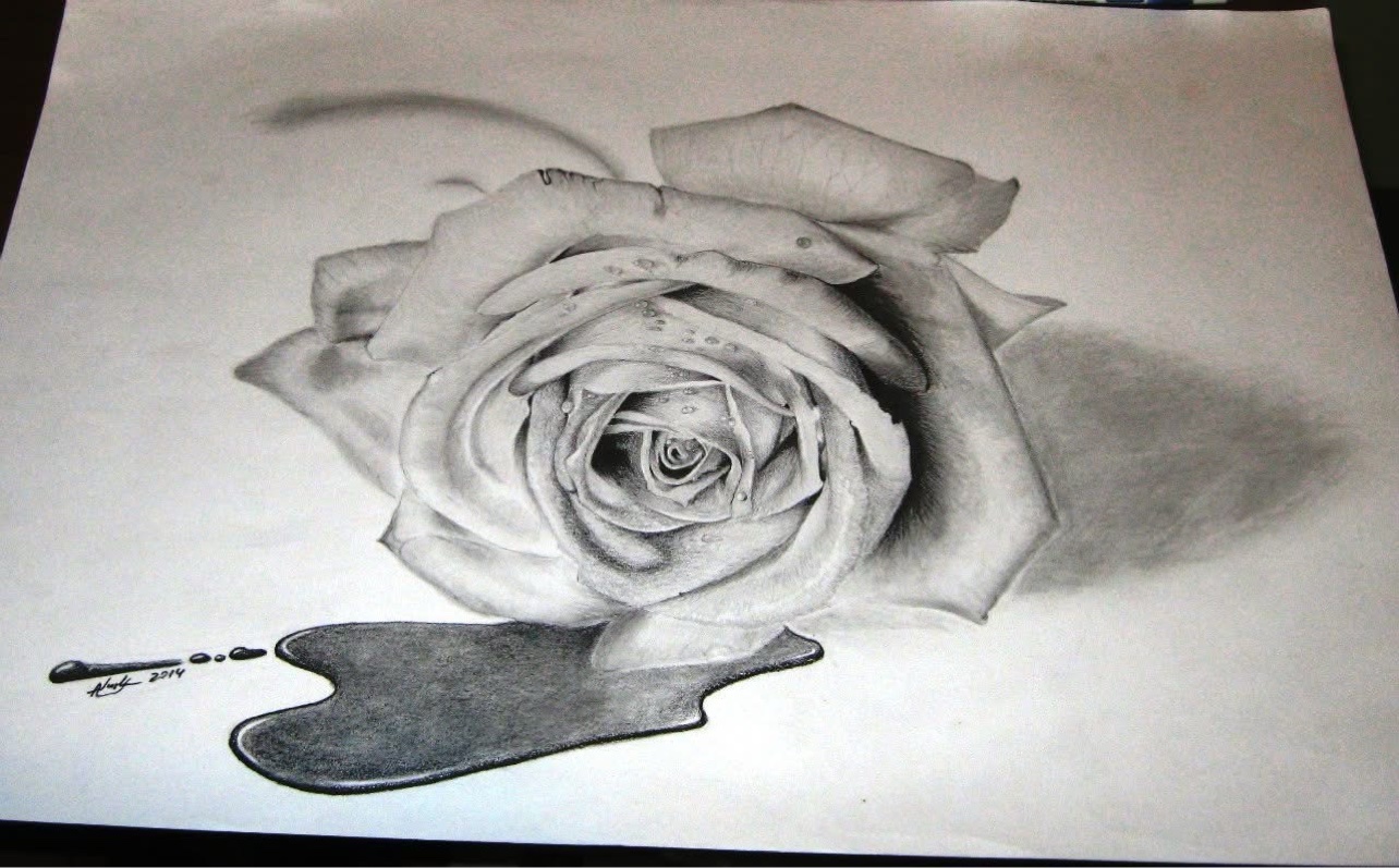 Pencil drawing of a rose, signed Alex 2014
