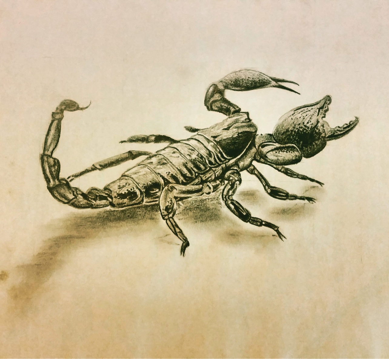 Pencil drawing of a scorpion