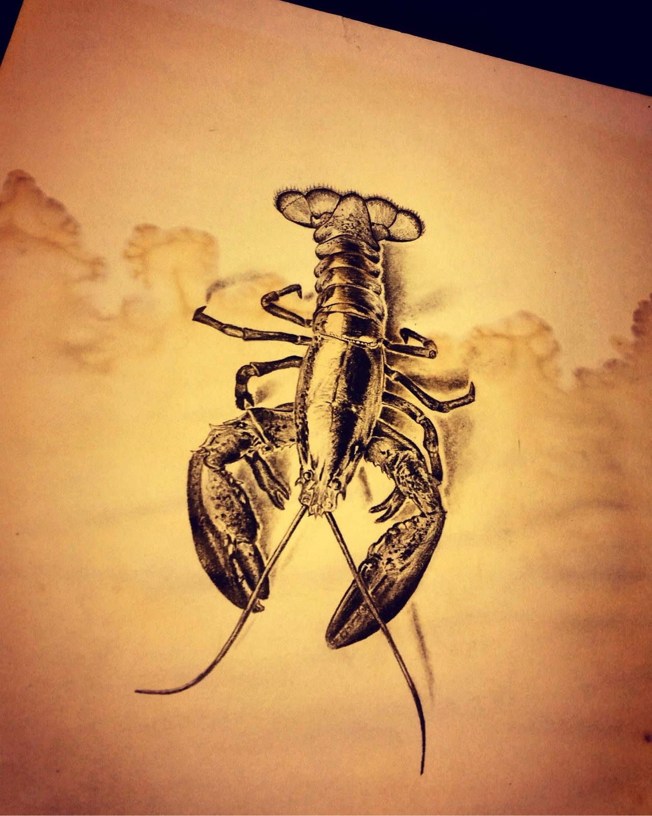 Pencil drawing of a lobster